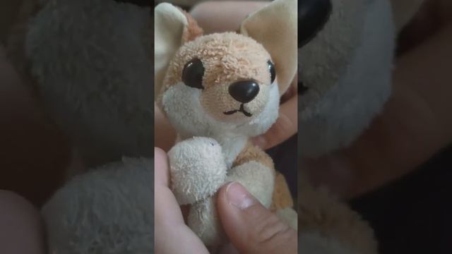 Why you should get a fennec fox смотреть онлайн