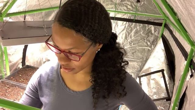 Sow some seeds indoors with me смотреть онлайн