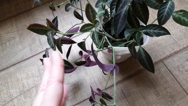 Мартовский обзор растений! Мединилла! Бугенвилия! Ноллина! Руэллия и др.... смотреть онлайн