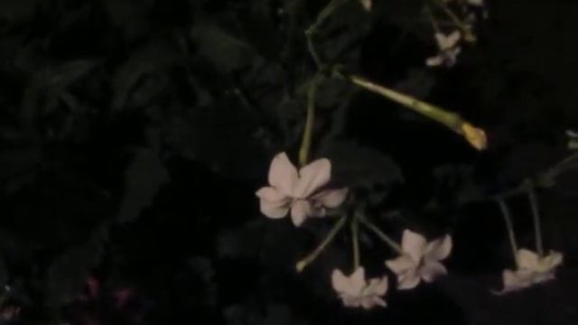 Колокольчики ночью смотреть онлайн