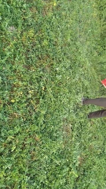 Косим клевер.новым апаратом