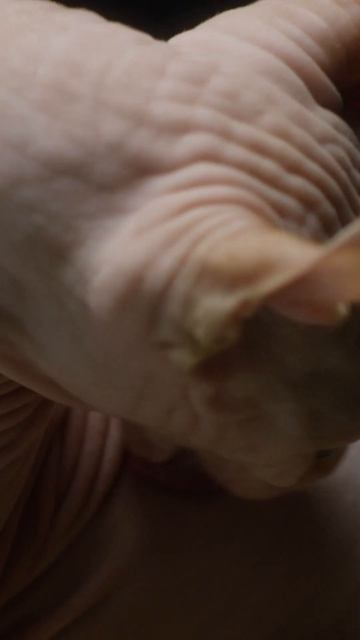 Удивительные факты о Сфинксе #факты #животные #удивительныефакты #кошки #сфинкс смотреть онлайн