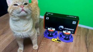 эстрадная акустика DL Piranha 130v.2