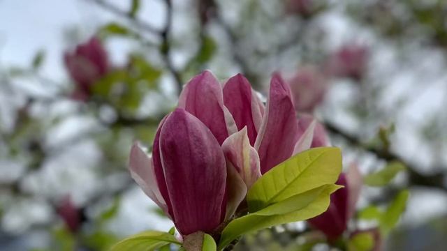 Le magnolia après les cicatrices de l’hiver * ❄️🌨⛈🌝👍😀 смотреть онлайн