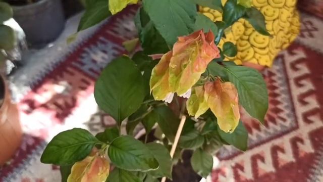 #Beloperone gülü haqqında məlumat #kobra ciceyi#tülkü quyrugu смотреть онлайн