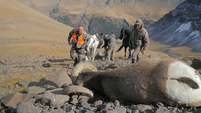 Desert Bighorn HUNT - (6.5 PRC in ACTION!) смотреть онлайн
