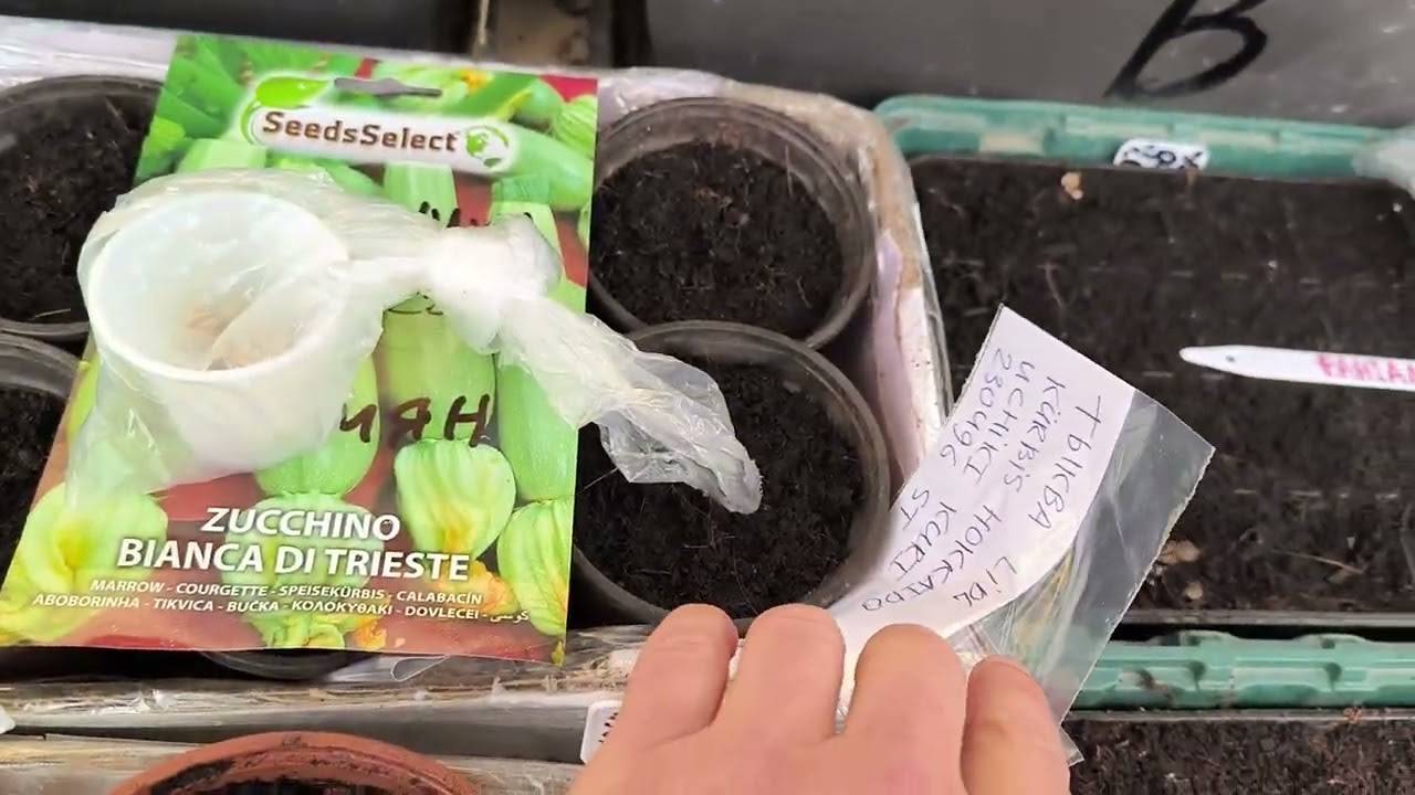 Рассада 2025 Весна. Первая партия смотреть онлайн