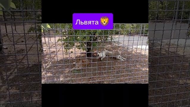 Парк Львов Тайган. Райский уголок для сотен видов необычных животных со всего земного шара 😉 смотреть онлайн