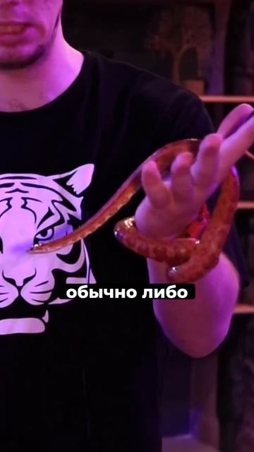 Наши змеи ЯДОВИТЫЕ? смотреть онлайн