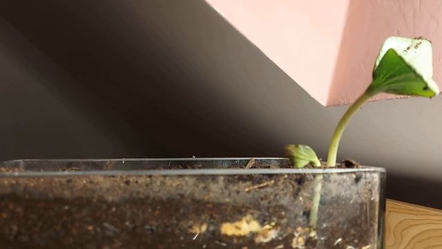 Klíčenie tekvice...Squash germination...Проращивание тыквы ...南瓜发芽 смотреть онлайн