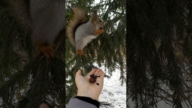 Белочку напугала ворона смотреть онлайн