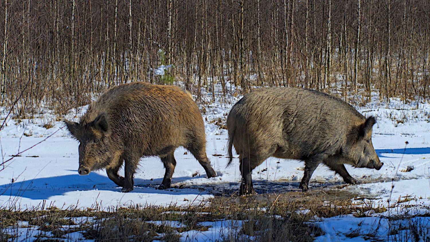 Кабаны смотреть онлайн