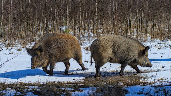 Кабаны