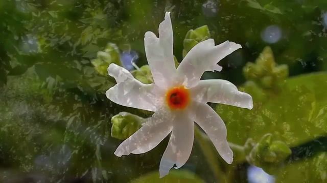 பவள மல்லி | Pavala Malli Poo | Nyctanthes arbortristis in Tamil смотреть онлайн