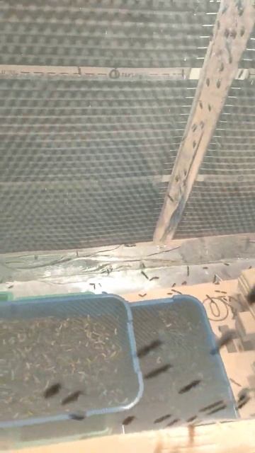 Муха Черная Львинка. Отличная переработка отходов смотреть онлайн