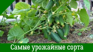 Лучшие УРОЖАЙНЫЕ СОРТА ОГУРЦОВ для теплицы открытого грунта которые всегда приносят обильный урожай
