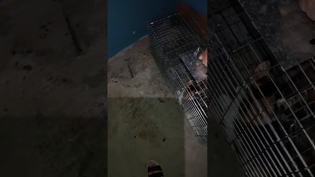 СТЕРИЛИЗАЦИЯ! Нужна фин помощь! #89176491175 #приют #кошки #rescuecat #cat смотреть онлайн