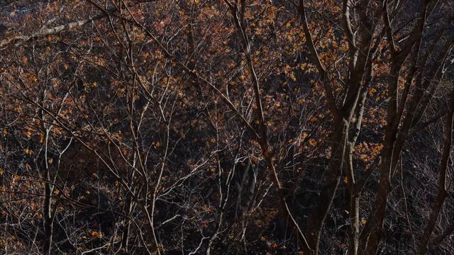 Honegger : Symphony  No. 3, 'Liturgique'   -  I. Dies Irae, Allegro Marcato