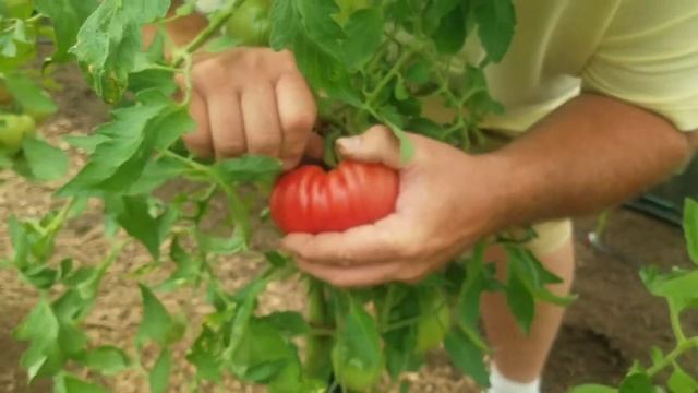First Ripe Beefsteak of 2021 смотреть онлайн