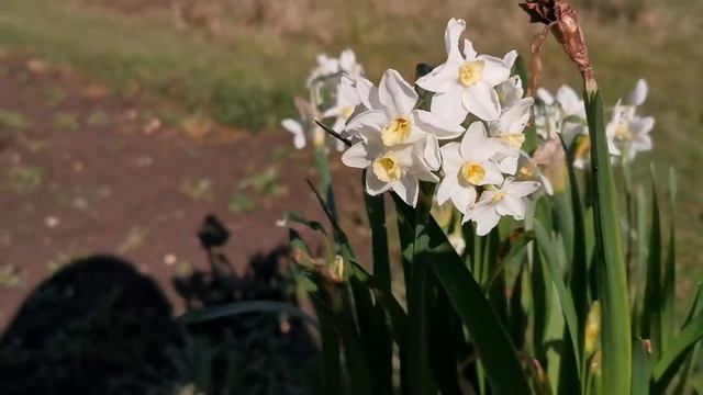 Narcissus Omri, a lightly fragrant tazetta daffodil recommended if you like a subtle and soft scent смотреть онлайн