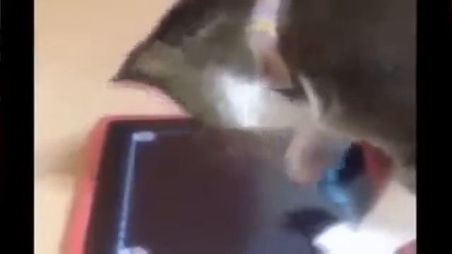 100 Лучшие ПРИКОЛЫ С ЖИВОТНЫМИ смотреть онлайн