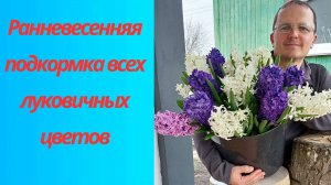 🌱🌸 Секрет пышного цветения: весенняя подкормка тюльпанов и нарциссов!