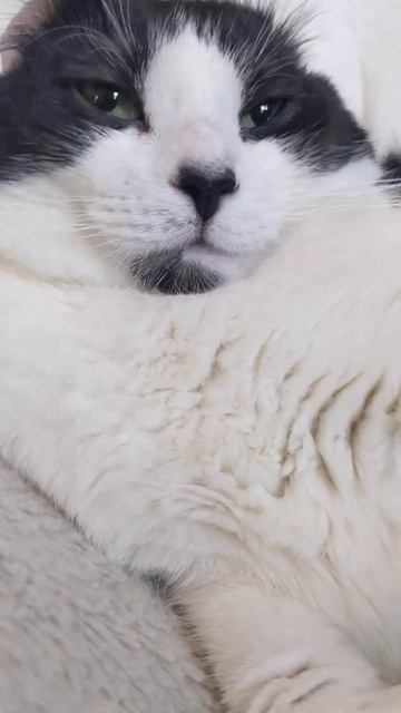 Earless cat смотреть онлайн