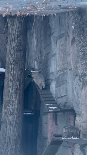 Манул и снег #shorts смотреть онлайн