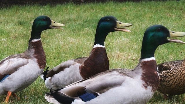 Звук природы. Селезень издает звуки смотреть онлайн