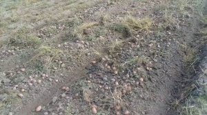 Копаєм картоплю сорт Лаура.