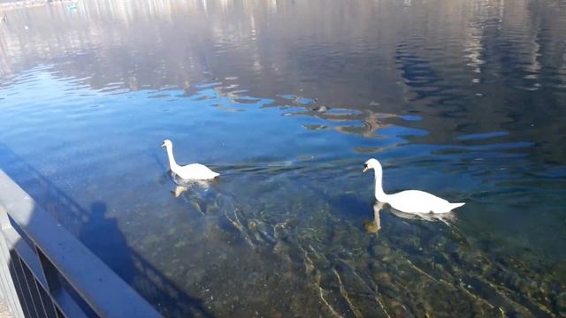 Природа в Швейцарии.Рыбалка.Дикие Лебеди