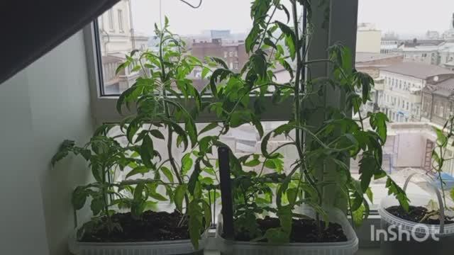 ЖИВА. Эксперимент помидоры и огурцы смотреть онлайн