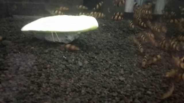 Botia Uk.S Zeed Aquatic