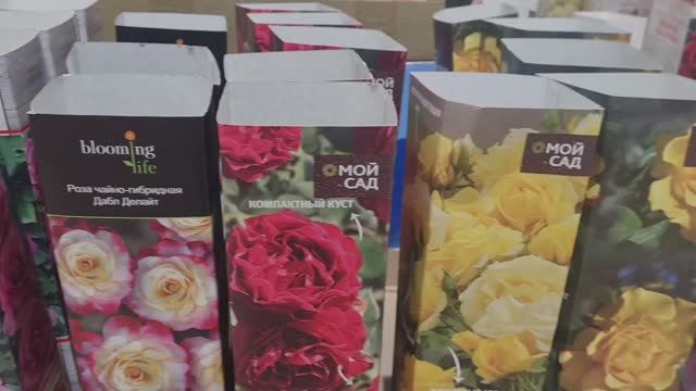 ОБЗОР РОЗ В ОКЕЙ!🌹ПОКУПКИ. смотреть онлайн