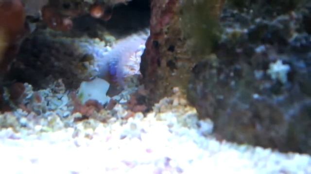 Морская банка RED SEA MAX 130 смотреть онлайн