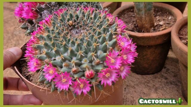 Flor de cactos, Mammillaria смотреть онлайн