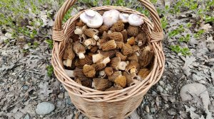 КОРЗИНКА ВЕСЕННИХ ГРИБОВ! По грибы 23 марта 2025 года.