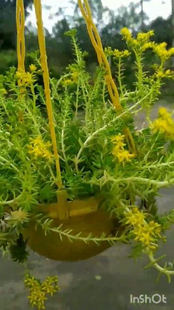 My Sedum plant..blooming at its peak... смотреть онлайн