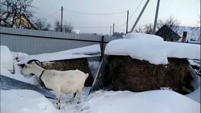 Сломалась машина,скоро окоты,козьи сказки смотреть онлайн