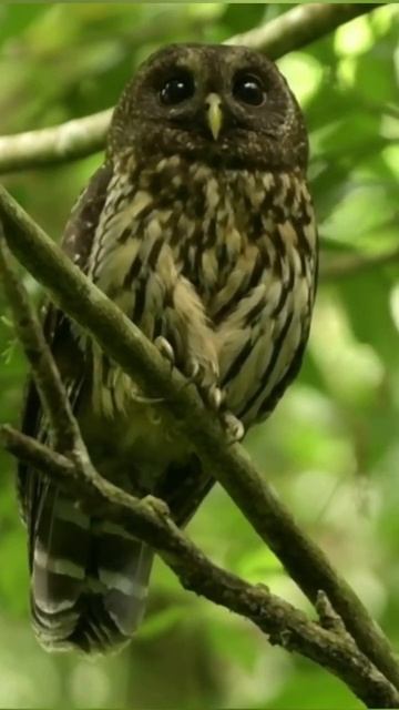Strix virgata #aves #fauna #nature #natureza #viral #naturephotography #viralshorts смотреть онлайн