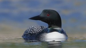 Птицы Гагары | Аудиокнига