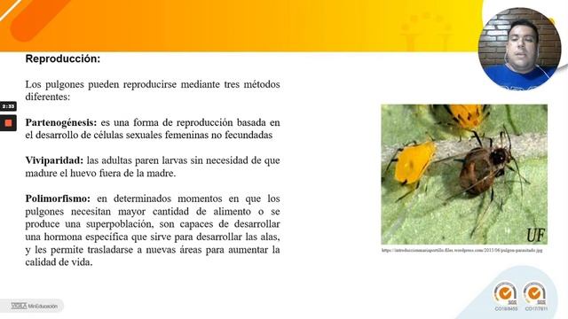 Aphis gossypii смотреть онлайн