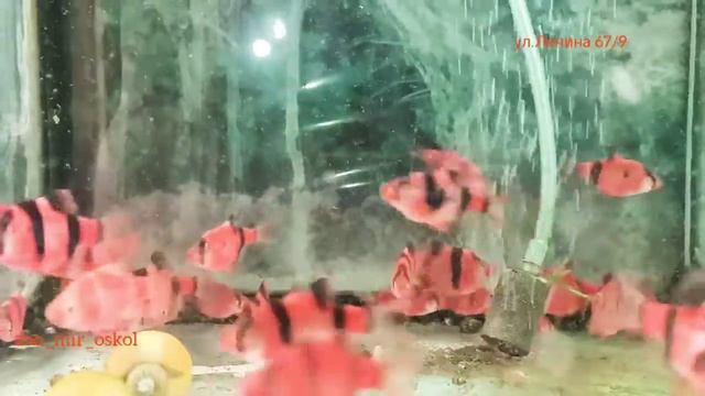 Барбусы смотреть онлайн