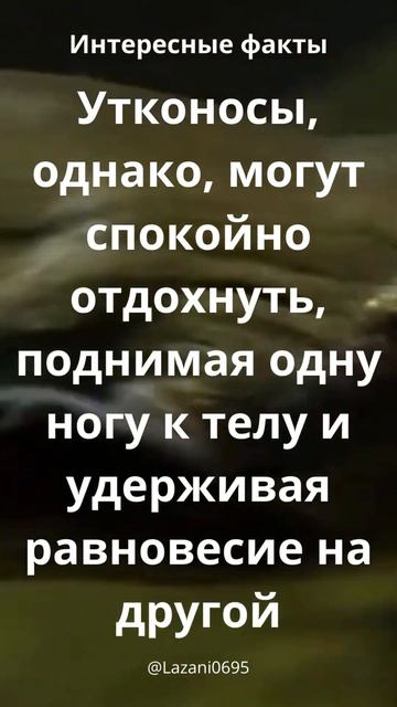 Утконос #утка с носом#интересное смотреть онлайн