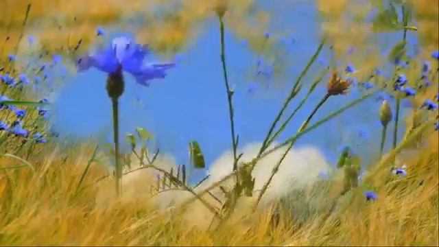 Васильки муз.Т.Панченко, сл.В.Мирясовой, аранж. А.Зорина, исп. М. Зорина (Мельник) смотреть онлайн