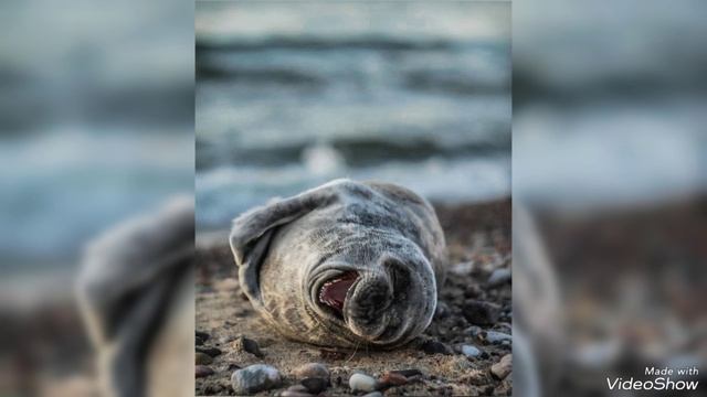 День Балтийского Моря в Зеленоградске 22 марта 2025 смотреть онлайн