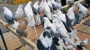 22.03.2025г Воронеж Ярмарка ч. 1