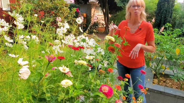 Zinnia Lovers: Grow Healthier, More Colorful Flowers with These Zinnia Care Tips ✨ смотреть онлайн