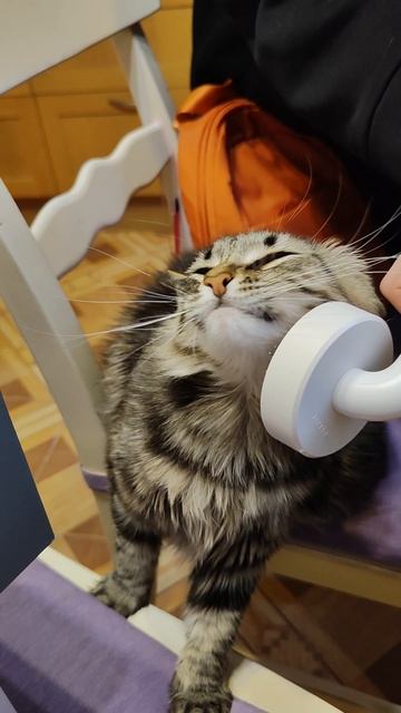 Кошка Буся)