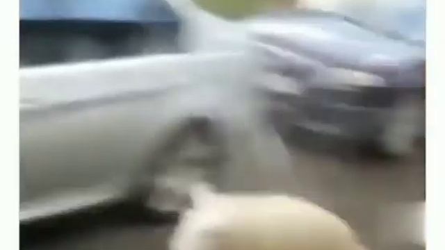 Весёлый баран)) смотреть онлайн